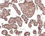 c-Mpl Antibody in Immunohistochemistry (Paraffin) (IHC (P))