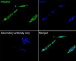 PSMC6 Antibody in Immunocytochemistry (ICC/IF)