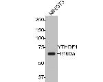 YTHDF1 Antibody in Western Blot (WB)