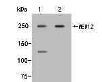 MED12 Antibody in Western Blot (WB)