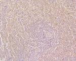 CD244 Antibody in Immunohistochemistry (Paraffin) (IHC (P))