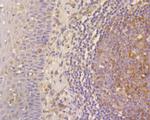 CD244 Antibody in Immunohistochemistry (Paraffin) (IHC (P))