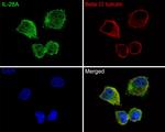 IL-28A Antibody in Immunocytochemistry (ICC/IF)