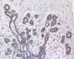 RANBP1 Antibody in Immunohistochemistry (Paraffin) (IHC (P))