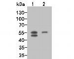 TMPRSS2 Antibody in Western Blot (WB)