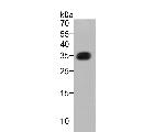 mCherry Antibody in Western Blot (WB)