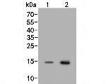 H3K18ac Antibody in Western Blot (WB)