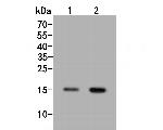 H3K18ac Antibody in Western Blot (WB)