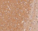 Dynamin 3 Antibody in Immunohistochemistry (Paraffin) (IHC (P))