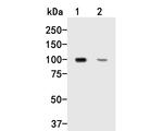 Dynamin 3 Antibody in Western Blot (WB)