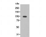 Dynamin 3 Antibody in Western Blot (WB)