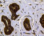 CDK1 Antibody in Immunohistochemistry (Paraffin) (IHC (P))