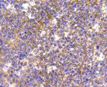 CDK1 Antibody in Immunohistochemistry (Paraffin) (IHC (P))