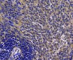 CDK1 Antibody in Immunohistochemistry (Paraffin) (IHC (P))