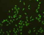 Caspase 3 Antibody in Immunocytochemistry (ICC/IF)