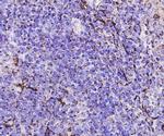 Caspase 3 Antibody in Immunohistochemistry (Paraffin) (IHC (P))