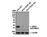 VEGF Antibody in Western Blot (WB)