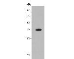 MTHFD2 Antibody in Western Blot (WB)