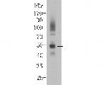 PAX8 Antibody in Western Blot (WB)