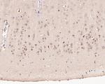 Pannexin 2 Antibody in Immunohistochemistry (Paraffin) (IHC (P))