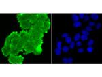 p16INK4a Antibody in Immunocytochemistry (ICC/IF)