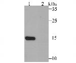 p16INK4a Antibody in Western Blot (WB)