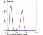 Securin Antibody in Flow Cytometry (Flow)