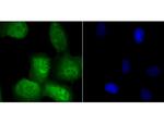 Securin Antibody in Immunocytochemistry (ICC/IF)