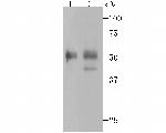 PAX8 Antibody in Western Blot (WB)