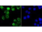 APE1 Antibody in Immunocytochemistry (ICC/IF)