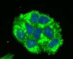 IDO Antibody in Immunocytochemistry (ICC/IF)