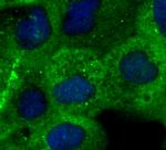 SHP2 Antibody in Immunocytochemistry (ICC/IF)