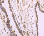 IL-4 Antibody in Immunohistochemistry (Paraffin) (IHC (P))