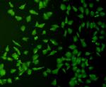 Cyclin D1 Antibody in Immunocytochemistry (ICC/IF)