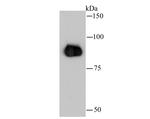 beta Catenin Antibody in Immunocytochemistry (ICC/IF)
