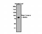 beta Catenin Antibody in Western Blot (WB)