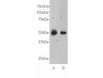 RXFP3 Antibody in Western Blot (WB)