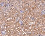 Ly-6G Antibody in Immunohistochemistry (Paraffin) (IHC (P))