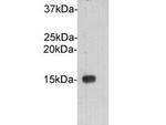 Cystatin C Antibody in Western Blot (WB)