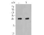 ARF1 Antibody in Western Blot (WB)