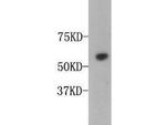 Osteopontin Antibody in Western Blot (WB)