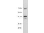 CD24 Antibody in Western Blot (WB)