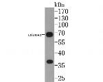 CD24 Antibody in Western Blot (WB)