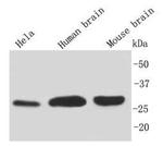 14-3-3 beta Antibody in Western Blot (WB)