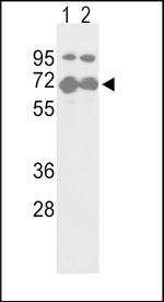 Nrf2 Antibody in Western Blot (WB)