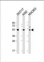 Cyclin A2 Antibody in Western Blot (WB)