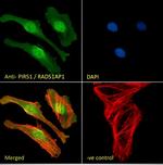 RAD51AP1 Antibody in Immunocytochemistry (ICC/IF)