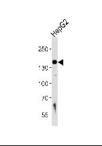 HYOU1 Antibody in Western Blot (WB)