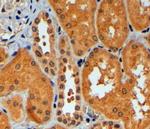 RNF92 Antibody in Immunohistochemistry (Paraffin) (IHC (P))