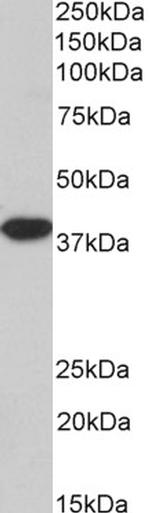 MRG15 Antibody in Western Blot (WB)